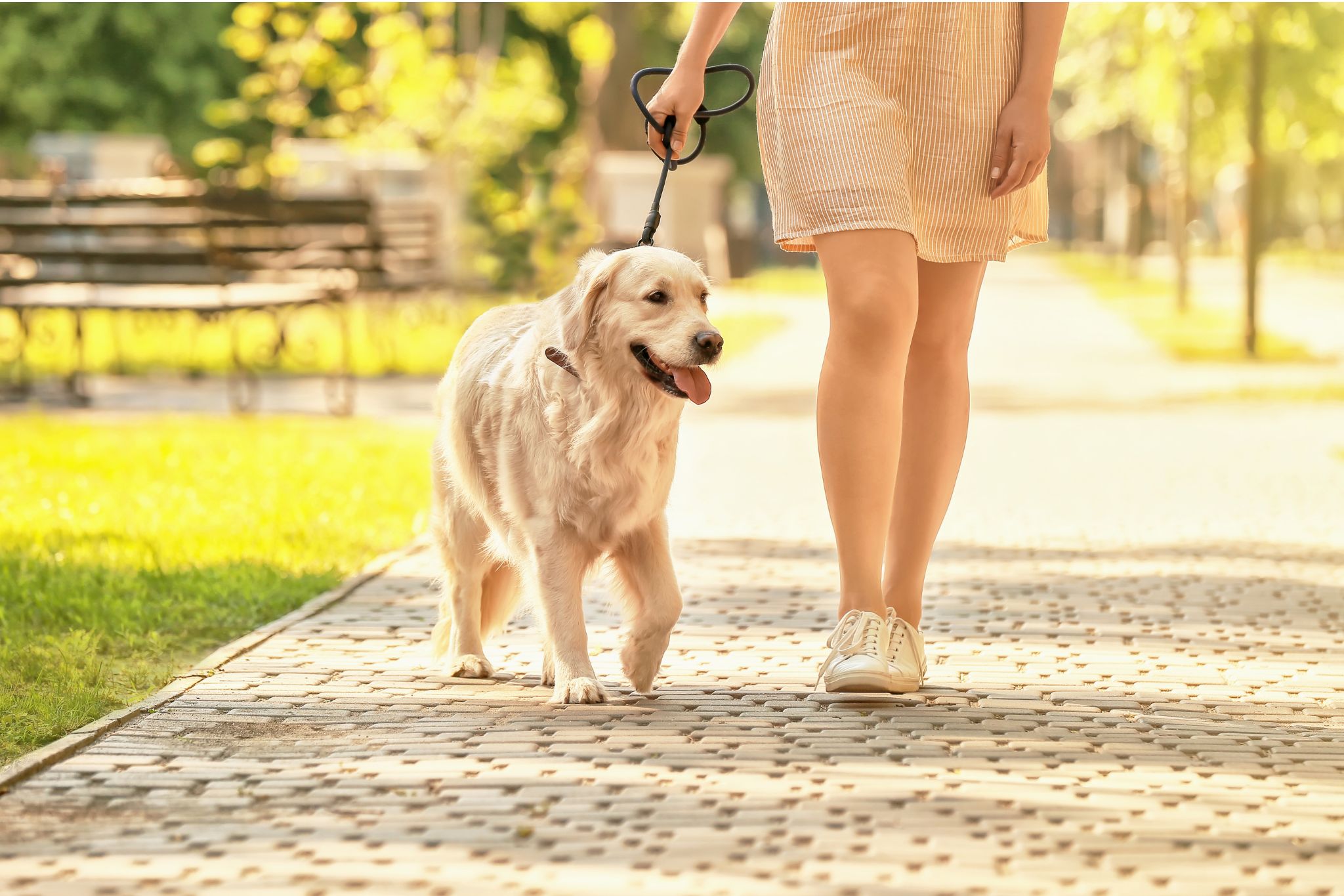 Helping a South Bay Couple Resolve Property, Support, and Pet Custody Issues Through Divorce Mediation